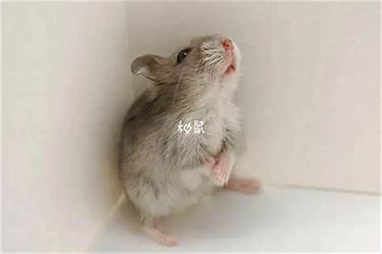 为什么会梦见非常大的老鼠 梦见非常大的老鼠是什么意思