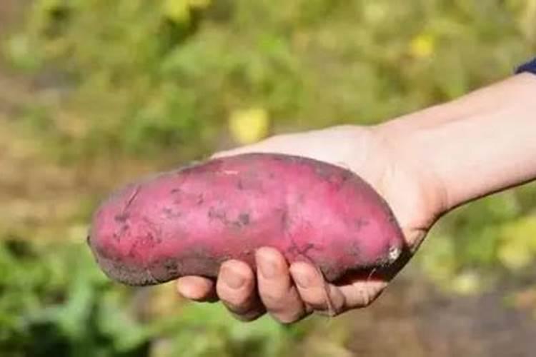 2024年夏至后种植红薯会严重影响产量吗？