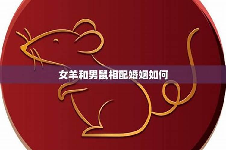属羊的跟属鼠的在一起,属相合吗？