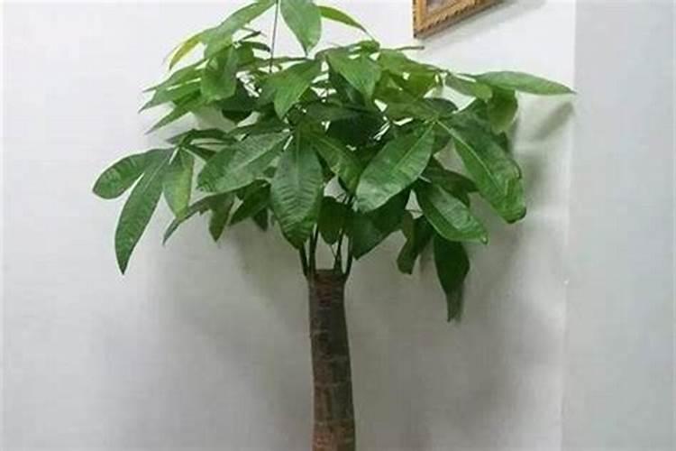 鹅掌柴是招财树吗,鹅掌木的风水禁忌及寓意介绍