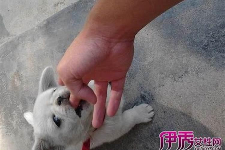梦见老鼠爬到自己身上是什么意思 梦见老鼠爬到自己身上含义