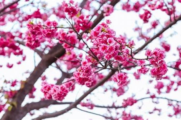 《樱花樱花想见你》哪个版本是原版？