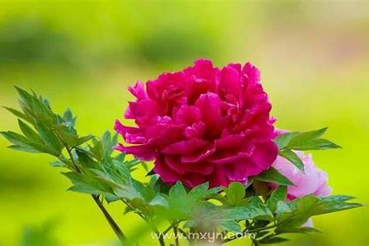 梦见漂亮的花是什么预兆