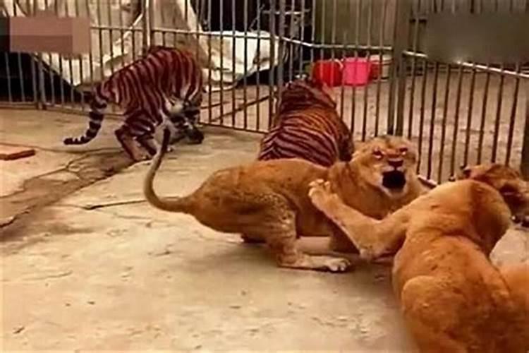 周公解梦梦见放炮是什么意思 做梦梦到放炮代表什么？好不好