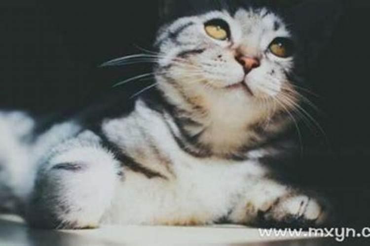 周公解梦梦见猫攻击人的寓意是什么