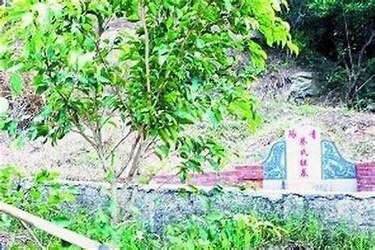 正月十五能砍坟地的树木吗？