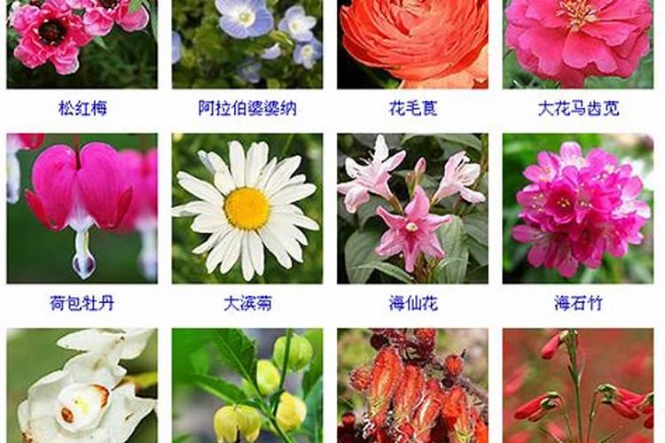 梦见捡板栗好不好？