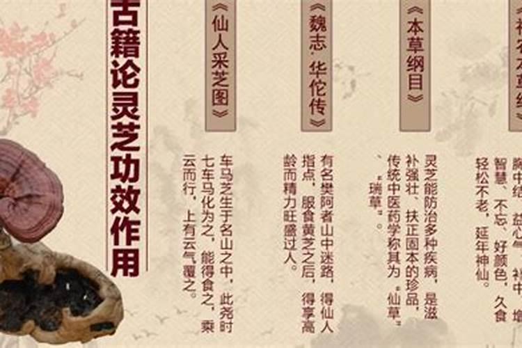 肉灵芝太岁的功效与作用