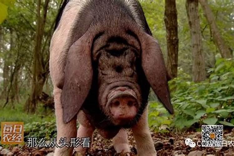 属鸡人猪年运势,属鸡与什么属相配