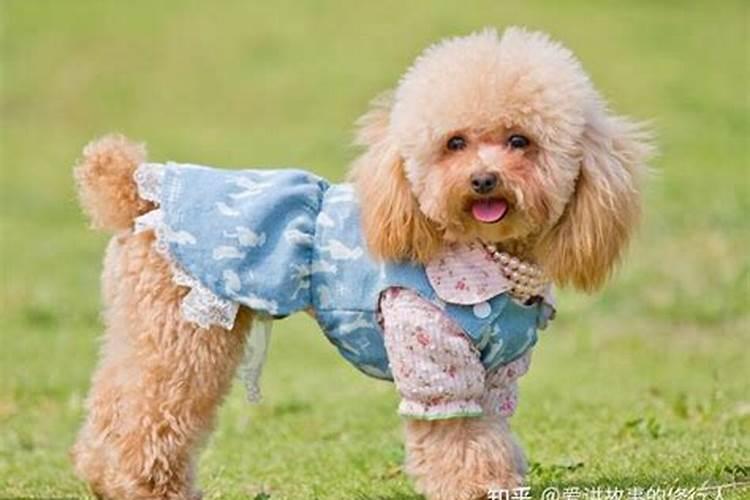 有高人能详细解释一下金鸡玉犬难逃避,合婚双方不可遇,两属相争大不宜...