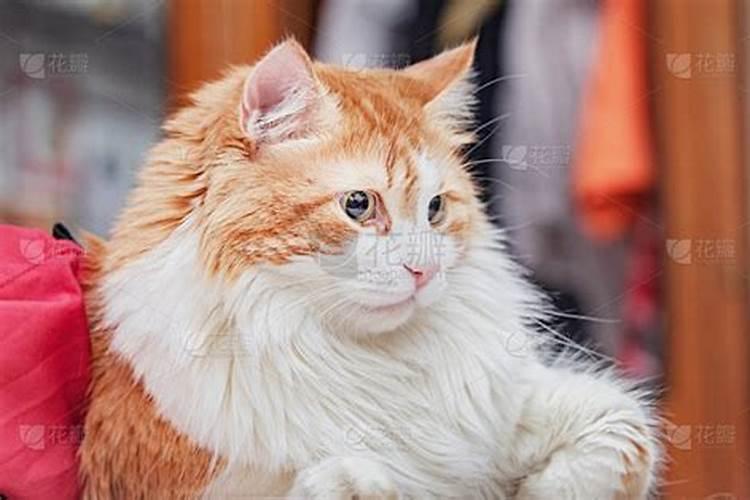 晚上梦见猫是什么意思？