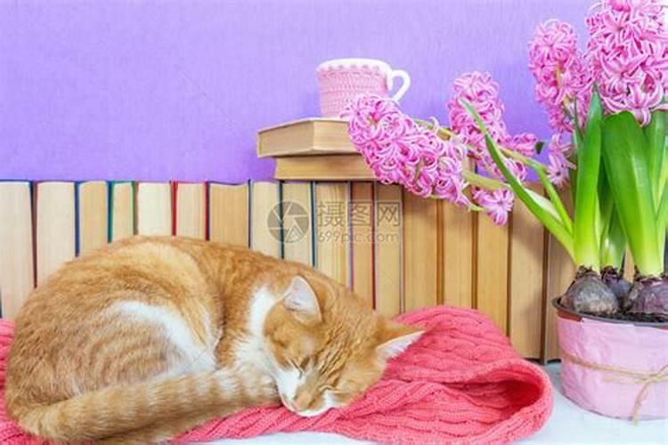 梦到猫是什么预兆