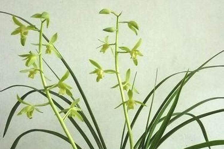 家庭花卉养护技巧·兰花是什么？
