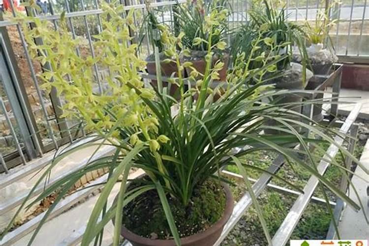 兰花发芽怎么养？