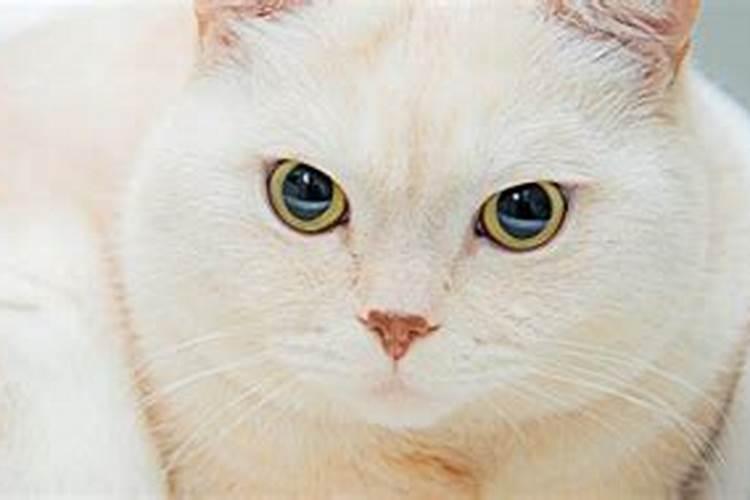 梦见很多猫是什么预兆？