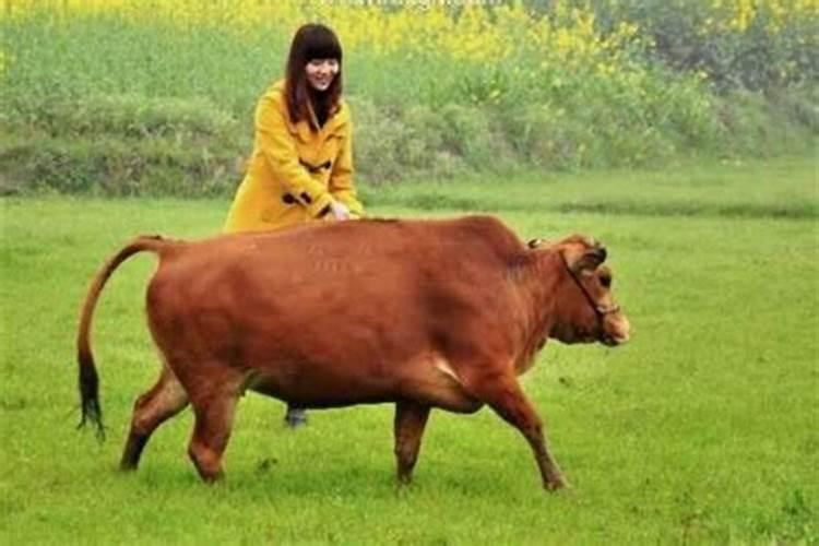 梦见牛是什么意思 周公解梦