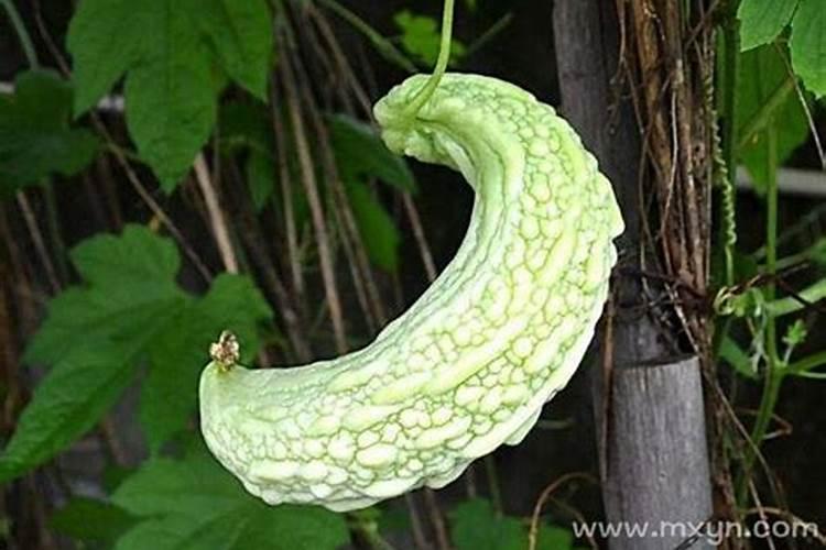 梦见苦瓜 梦见苦瓜预兆什么