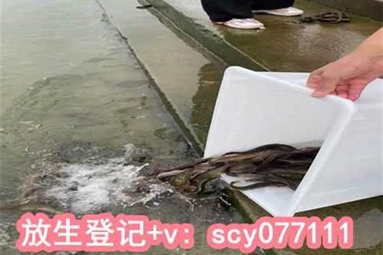 放生日子都是哪一天2025年