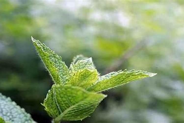 清明节的日期怎么定的