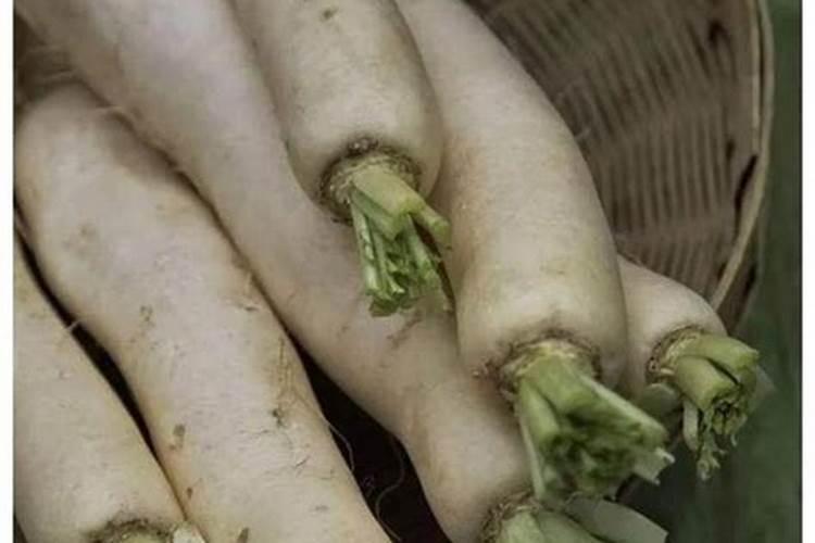 广东一年四季分别应该种植什么蔬菜？