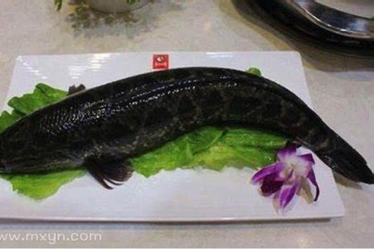 梦见大黑鱼是什么意思？