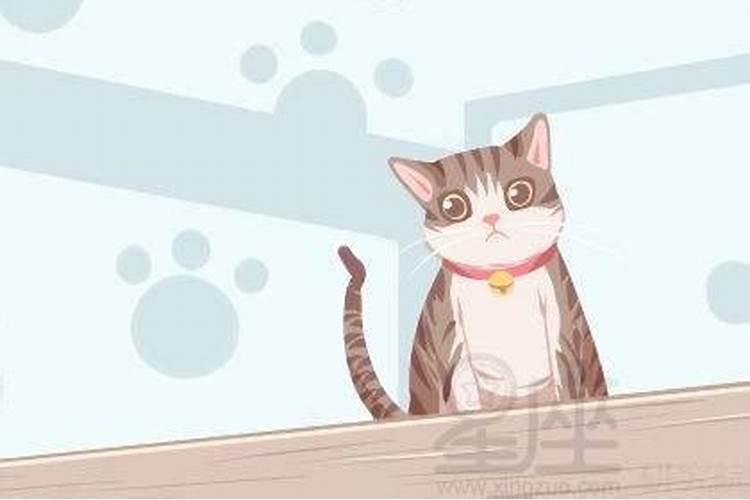 女人梦见猫不好怎破解