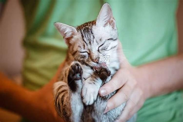 梦到养了一只猫和一只狗,梦到自己养了一只猫