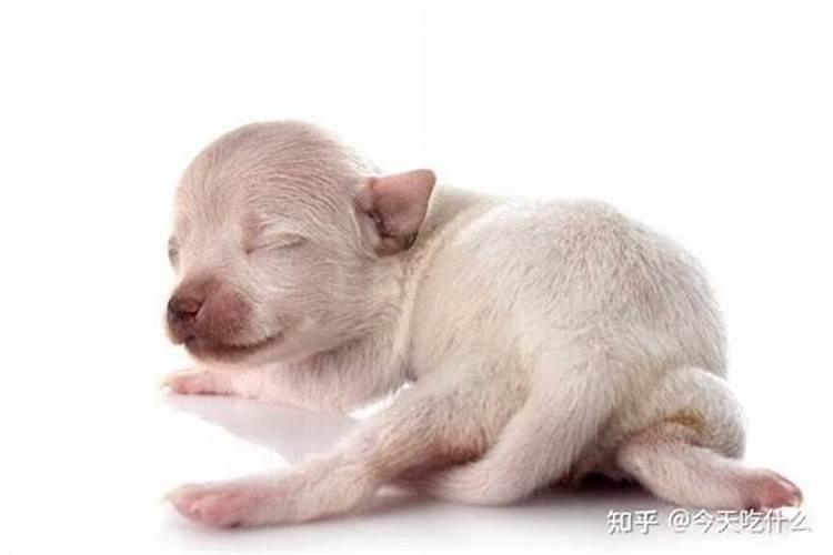 犬瘟治疗