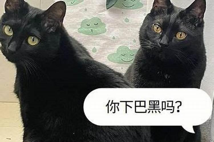 出门看见猫是什么预兆