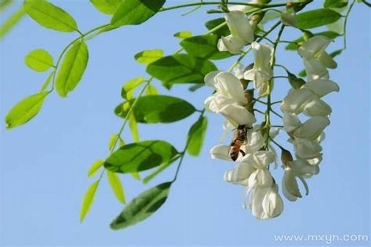 梦见槐花开满树是什么意思 梦见槐花开满树的寓意