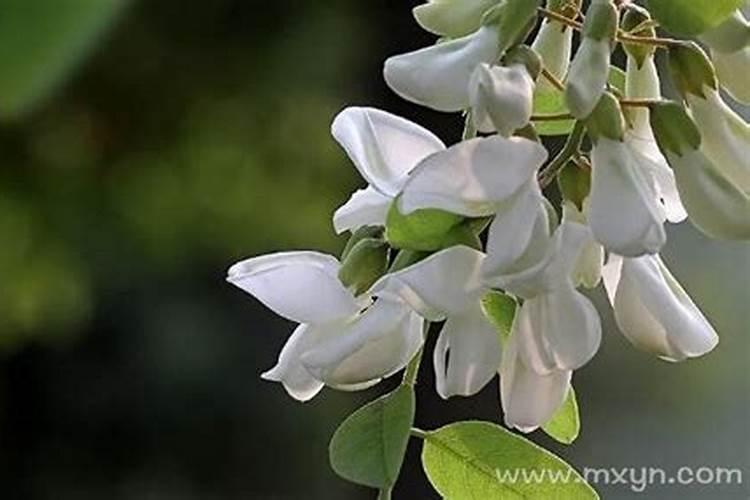 梦见槐花开满树是什么意思