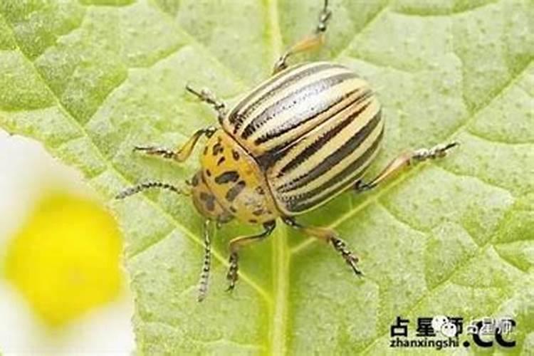 梦到死去的亲人在梦里又死了一次