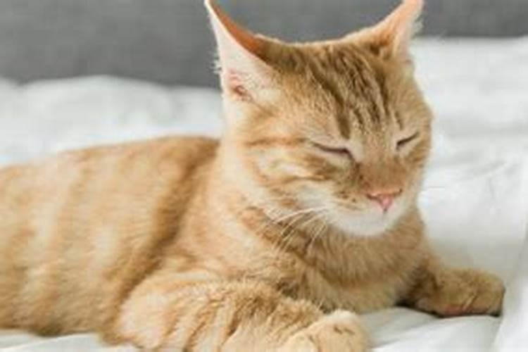 梦见猫咪亲近自己,赶都赶不走
