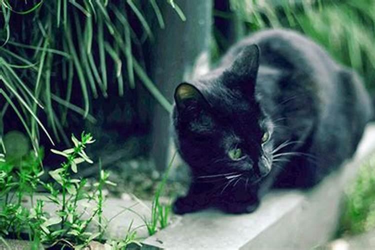 梦见黑猫什么预兆