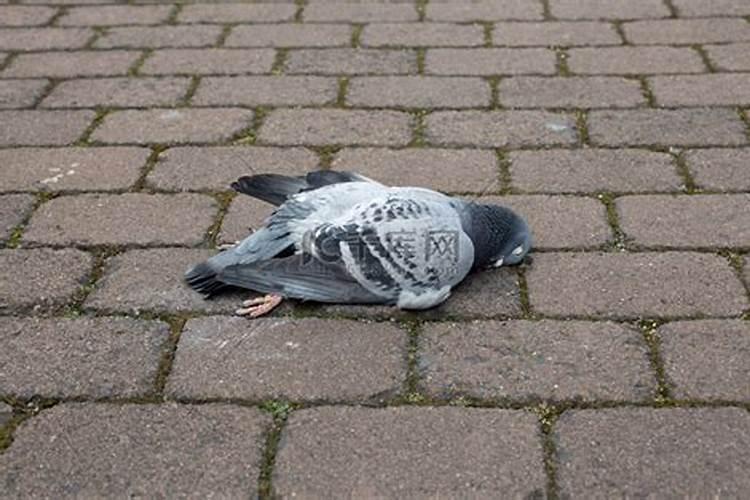 鸽子死了什么征兆？