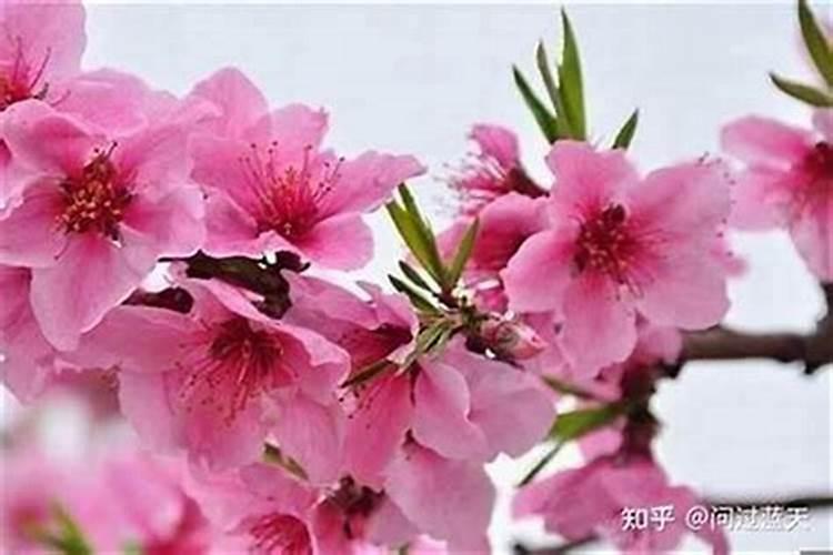 梦见人死了又复活了是什么意思