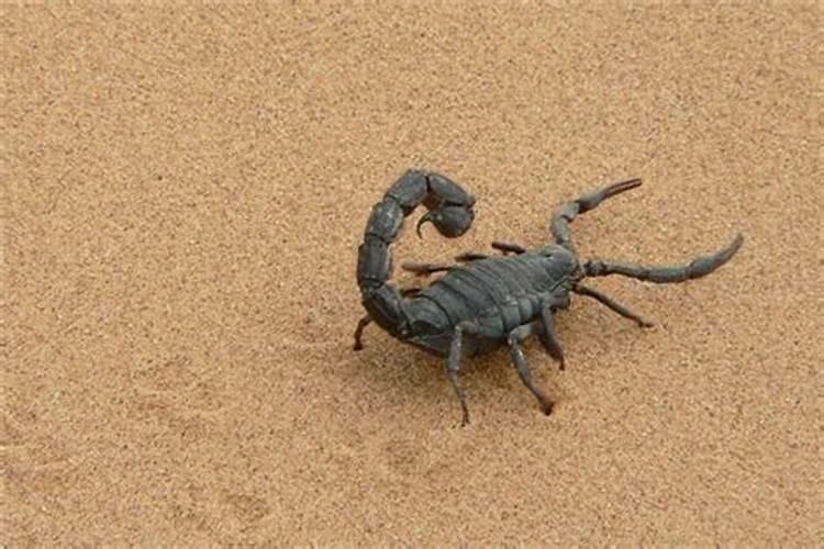 梦见猫被狗咬死了