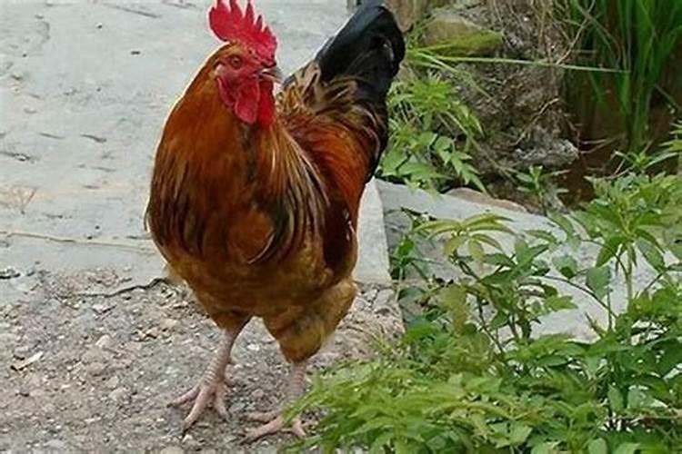 酉鸡是什么时辰