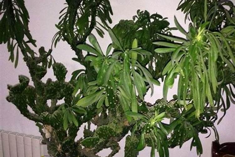命里犯桃花煞怎么化解 桃花风水