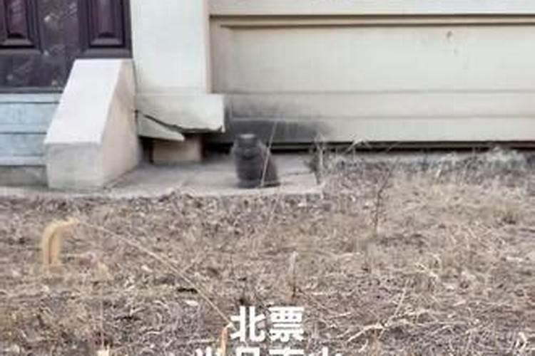 猫走了代表什么预兆？