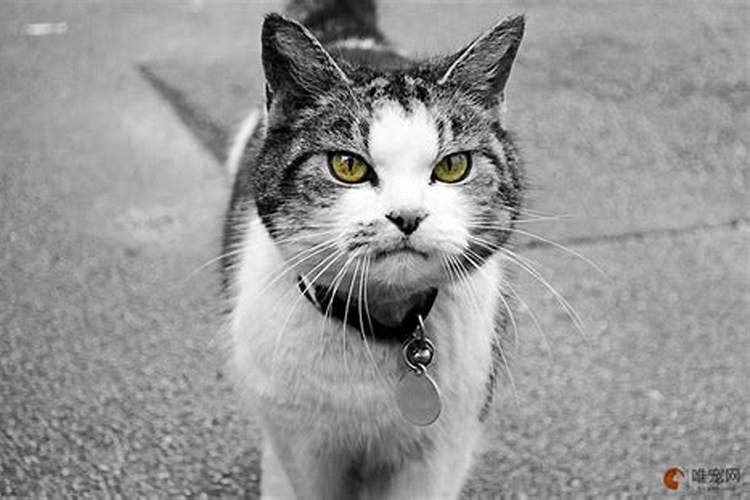 猫跟着人走是什么预兆,是好事还是坏事