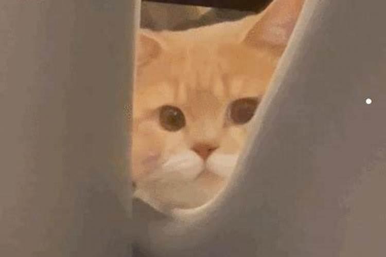 养的猫跑了,是什么兆头啊？