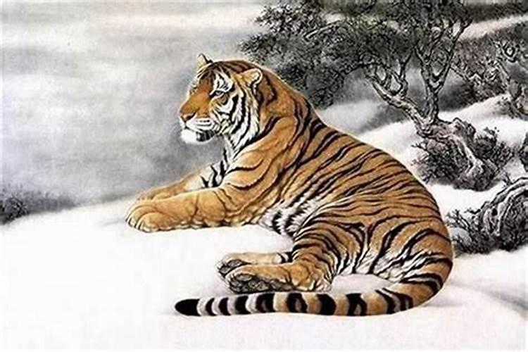 1983年属猪男士(42岁)2025年运势全揭晓,看看每个月该如何应对