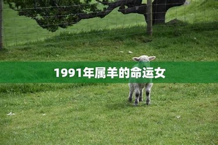 91年属羊一生运势