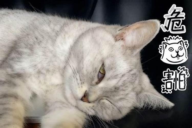 梦见猫咪是什么预兆 梦见猫咪好不好