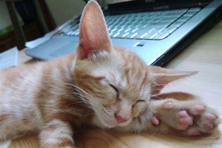 女人梦见猫是不吉之兆吗