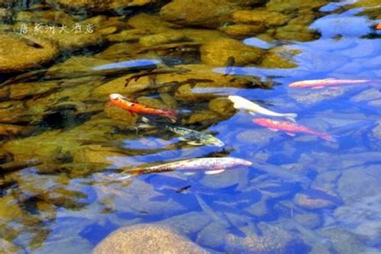 没怀孕 梦到蛇  百度宝宝知道