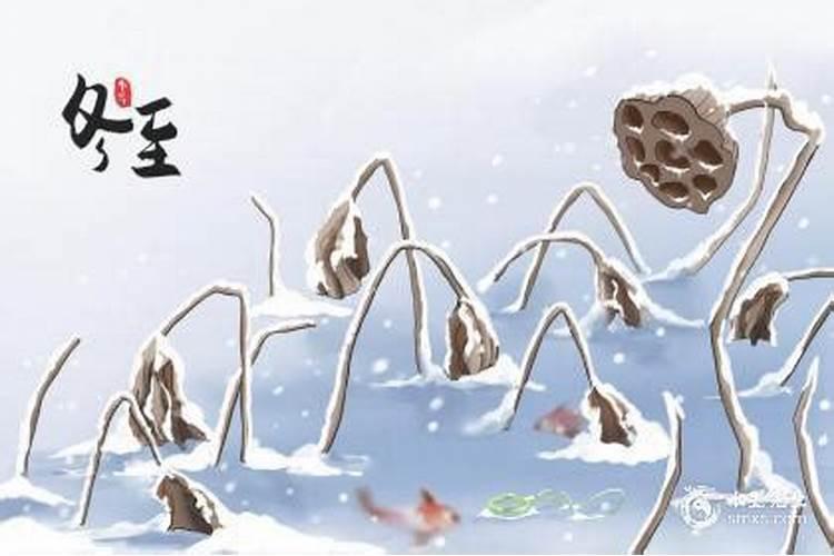 属兔是哪年出生的
