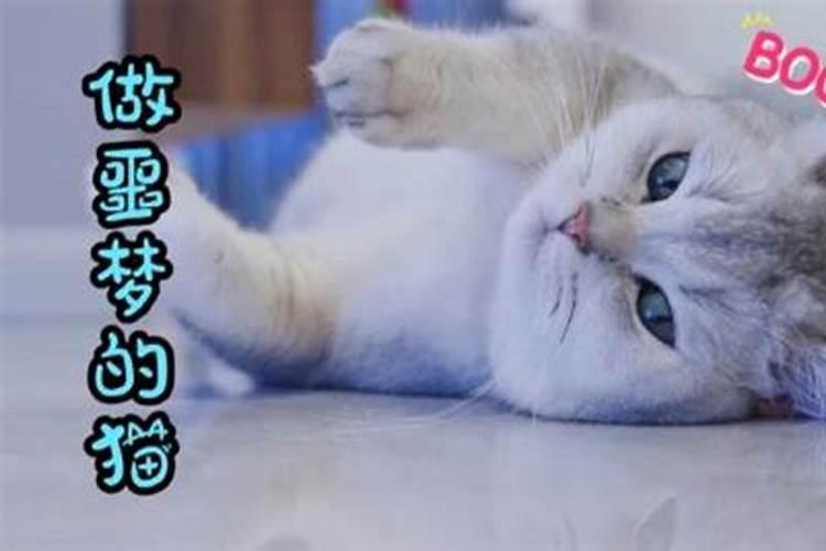 梦见一只猫扑过去就吓醒了