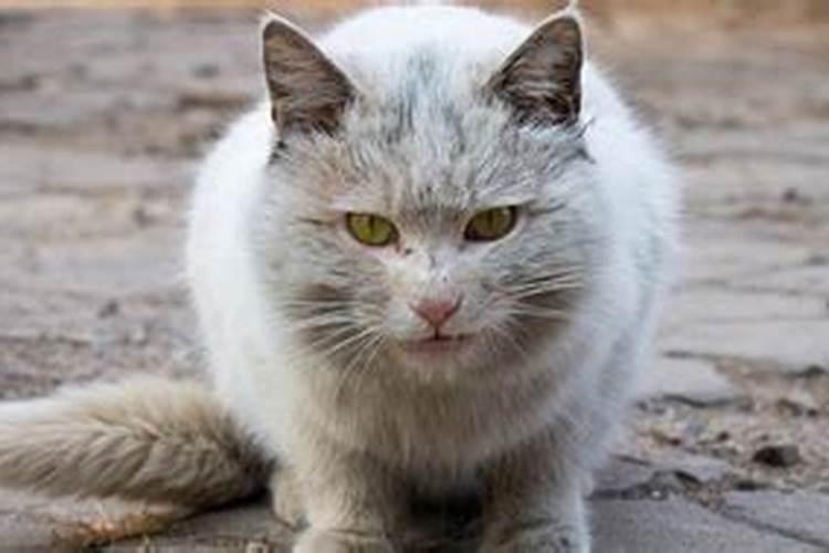 梦见猫凶狠的朝自己扑来的预兆